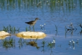 Ime datoteke=Mocvirski_martinec_Wood_sandpiper_Tringa_glareola_Kljunaci_Scolopacidae_10.jpg
Velikost datoteke=282KB
Dimenzija=1000x667
Datum objave=07.07.2017 Mocvirski_martinec_Wood_sandpiper_Tringa_glareola_Kljunaci_Scolopacidae_10.jpg