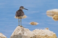 Ime datoteke=Mocvirski_martinec_Wood_sandpiper_Tringa_glareola_Kljunaci_Scolopacidae_13.jpg
Velikost datoteke=236KB
Dimenzija=950x633
Datum objave=19.04.2017 Mocvirski_martinec_Wood_sandpiper_Tringa_glareola_Kljunaci_Scolopacidae_13.jpg