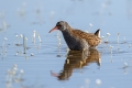 Mokoz_Water_rail_43.jpg