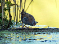 Ime datoteke=Mokoz_Water_rail_47.jpg
Velikost datoteke=490KB
Dimenzija=950x713
Datum objave=14.05.2026 Mokoz_Water_rail_47.jpg