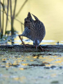 Ime datoteke=Mokoz_Water_rail_49.jpg
Velikost datoteke=360KB
Dimenzija=675x900
Datum objave=14.05.2026 Mokoz_Water_rail_49.jpg