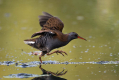 Ime datoteke=Mokoz_Water_rail_50.jpg
Velikost datoteke=356KB
Dimenzija=1000x667
Datum objave=14.05.2026 Mokoz_Water_rail_50.jpg