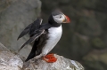 Ime datoteke=Mormon_Puffin_Fratercula_arctica_Njorke_Alcidae_06.jpg
Velikost datoteke=235KB
Dimenzija=950x633
Datum objave=19.04.2017 Mormon_Puffin_Fratercula_arctica_Njorke_Alcidae_06.jpg