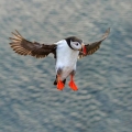 Ime datoteke=Mormon_Puffin_Fratercula_arctica_Njorke_Alcidae_10.jpg
Velikost datoteke=176KB
Dimenzija=750x750
Datum objave=18.04.2018 Mormon_Puffin_Fratercula_arctica_Njorke_Alcidae_10.jpg