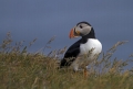 Ime datoteke=Mormon_Puffin_Fratercula_arctica_Njorke_Alcidae_11.jpg
Velikost datoteke=216KB
Dimenzija=950x648
Datum objave=13.07.2019 Mormon_Puffin_Fratercula_arctica_Njorke_Alcidae_11.jpg