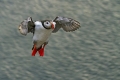 Ime datoteke=Mormon_Puffin_Fratercula_arctica_Njorke_Alcidae_12.jpg
Velikost datoteke=240KB
Dimenzija=950x641
Datum objave=12.09.2021 Mormon_Puffin_Fratercula_arctica_Njorke_Alcidae_12.jpg