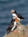 Ime datoteke=Mormon_Puffin_Fratercula_arctica_Njorke_Alcidae_13.jpg
Velikost datoteke=257KB
Dimenzija=675x900
Datum objave=12.09.2021 Mormon_Puffin_Fratercula_arctica_Njorke_Alcidae_13.jpg