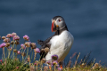 Ime datoteke=Mormon_Puffin_Fratercula_arctica_Njorke_Alcidae_18.jpg
Velikost datoteke=334KB
Dimenzija=900x600
Datum objave=14.05.2026 Mormon_Puffin_Fratercula_arctica_Njorke_Alcidae_18.jpg
