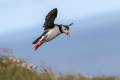 Ime datoteke=Mormon_Puffin_Fratercula_arctica_Njorke_Alcidae_19.jpg
Velikost datoteke=242KB
Dimenzija=900x600
Datum objave=14.05.2026 Mormon_Puffin_Fratercula_arctica_Njorke_Alcidae_19.jpg