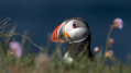 Ime datoteke=Mormon_Puffin_Fratercula_arctica_Njorke_Alcidae_22.jpg
Velikost datoteke=249KB
Dimenzija=1000x562
Datum objave=20.06.2026 Mormon_Puffin_Fratercula_arctica_Njorke_Alcidae_22.jpg