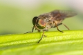 Ime datoteke=Muha_macro_05.jpg
Velikost datoteke=231KB
Dimenzija=900x600
Datum objave=05.06.2018 Muha_macro_05.jpg