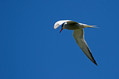Ime datoteke=Navadna_cigra_Common_tern_08.jpg
Velikost datoteke=153KB
Dimenzija=800x533
Datum objave=13.08.2010 Navadna_cigra_Common_tern_08.jpg