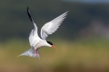 Ime datoteke=Navadna_cigra_Common_tern_12.jpg
Velikost datoteke=192KB
Dimenzija=900x600
Datum objave=07.10.2021 Navadna_cigra_Common_tern_12.jpg