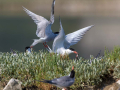 Ime datoteke=Navadna_cigra_Common_tern_13.jpg
Velikost datoteke=399KB
Dimenzija=900x675
Datum objave=14.05.2026 Navadna_cigra_Common_tern_13.jpg