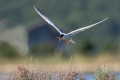 Ime datoteke=Navadna_cigra_Common_tern_17.jpg
Velikost datoteke=231KB
Dimenzija=900x600
Datum objave=20.06.2026 Navadna_cigra_Common_tern_17.jpg