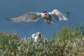Ime datoteke=Navadna_cigra_Common_tern_21.jpg
Velikost datoteke=478KB
Dimenzija=900x600
Datum objave=20.06.2026 Navadna_cigra_Common_tern_21.jpg