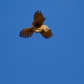 Ime datoteke=Navadna_postovka_Common_kestrel_18.jpg
Velikost datoteke=239KB
Dimenzija=750x750
Datum objave=05.05.2016 Navadna_postovka_Common_kestrel_18.jpg