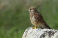 Ime datoteke=Navadna_postovka_Common_kestrel_21.jpg
Velikost datoteke=210KB
Dimenzija=950x633
Datum objave=03.02.2017 Navadna_postovka_Common_kestrel_21.jpg