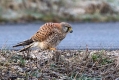 Ime datoteke=Navadna_postovka_Common_kestrel_24.jpg
Velikost datoteke=396KB
Dimenzija=1000x667
Datum objave=08.03.2018 Navadna_postovka_Common_kestrel_24.jpg