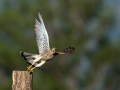 Ime datoteke=Navadna_postovka_Common_kestrel_28.jpg
Velikost datoteke=223KB
Dimenzija=900x675
Datum objave=08.12.2017 Navadna_postovka_Common_kestrel_28.jpg