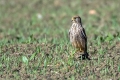 Ime datoteke=Navadna_postovka_Common_kestrel_34.jpg
Velikost datoteke=300KB
Dimenzija=900x600
Datum objave=17.11.2019 Navadna_postovka_Common_kestrel_34.jpg