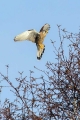 Ime datoteke=Navadna_postovka_Common_kestrel_36.jpg
Velikost datoteke=278KB
Dimenzija=600x900
Datum objave=16.03.2018 Navadna_postovka_Common_kestrel_36.jpg