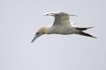 Ime datoteke=Navadni_Strmoglavec_Gannet_Sula_bassana_Strmoglavci_Sulidae_02.jpg
Velikost datoteke=208KB
Dimenzija=900x600
Datum objave=12.10.2012 Navadni_Strmoglavec_Gannet_Sula_bassana_Strmoglavci_Sulidae_02.jpg