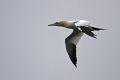 Navadni_Strmoglavec_Gannet_Sula_bassana_Strmoglavci_Sulidae_03.jpg