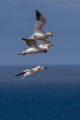 Ime datoteke=Navadni_Strmoglavec_Gannet_Sula_bassana_Strmoglavci_Sulidae_05.jpg
Velikost datoteke=247KB
Dimenzija=600x900
Datum objave=24.10.2021 Navadni_Strmoglavec_Gannet_Sula_bassana_Strmoglavci_Sulidae_05.jpg