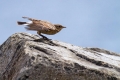 Ime datoteke=Navadni_kupcar_Wheatear_12.jpg
Velikost datoteke=236KB
Dimenzija=900x600
Datum objave=08.05.2016 Navadni_kupcar_Wheatear_12.jpg