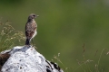 Ime datoteke=Navadni_kupcar_Wheatear_13.jpg
Velikost datoteke=220KB
Dimenzija=900x600
Datum objave=24.07.2016 Navadni_kupcar_Wheatear_13.jpg