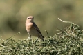 Ime datoteke=Navadni_kupcar_Wheatear_14.jpg
Velikost datoteke=270KB
Dimenzija=900x600
Datum objave=16.10.2016 Navadni_kupcar_Wheatear_14.jpg