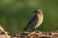 Ime datoteke=Navadni_kupcar_Wheatear_15.jpg
Velikost datoteke=207KB
Dimenzija=950x633
Datum objave=19.12.2016 Navadni_kupcar_Wheatear_15.jpg