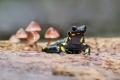 Navadni_mocerad_Salamandra_salamandra_02.jpg
