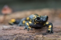Ime datoteke=Navadni_mocerad_Salamandra_salamandra_03.jpg
Velikost datoteke=235KB
Dimenzija=900x600
Datum objave=10.07.2017 Navadni_mocerad_Salamandra_salamandra_03.jpg