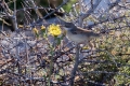 Osocnikova_penica_Spectacled_Warbler_Sylvia_conspicillata_Penice_Sylviidae_01.jpg