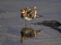 Ime datoteke=Ozkokljuni_Liskonozec_Ozkokljuni_liskonozec_Red_Necked_Phalarope_Phalaropus_Lobatus_Kljunaci_Kljunaci_Scolopacidae_02.jpg
Velikost datoteke=235KB
Dimenzija=950x712
Datum objave=13.07.2017 Ozkokljuni_Liskonozec_Ozkokljuni_liskonozec_Red_Necked_Phalarope_Phalaropus_Lobatus_Kljunaci_Kljunaci_Scolopacidae_02.jpg