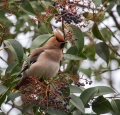 Ime datoteke=Pegam_Waxwing_Bombycilla_garullus_Pegami_Bombycillidae_02.jpg
Velikost datoteke=329KB
Dimenzija=750x724
Datum objave=19.01.2014 Pegam_Waxwing_Bombycilla_garullus_Pegami_Bombycillidae_02.jpg
