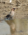 Ime datoteke=Pegam_Waxwing_Bombycilla_garullus_Pegami_Bombycillidae_06.jpg
Velikost datoteke=317KB
Dimenzija=721x900
Datum objave=24.12.2014 Pegam_Waxwing_Bombycilla_garullus_Pegami_Bombycillidae_06.jpg