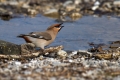 Ime datoteke=Pegam_Waxwing_Bombycilla_garullus_Pegami_Bombycillidae_07.jpg
Velikost datoteke=300KB
Dimenzija=950x634
Datum objave=15.03.2015 Pegam_Waxwing_Bombycilla_garullus_Pegami_Bombycillidae_07.jpg