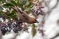 Ime datoteke=Pegam_Waxwing_Bombycilla_garullus_Pegami_Bombycillidae_08.jpg
Velikost datoteke=313KB
Dimenzija=900x600
Datum objave=03.12.2015 Pegam_Waxwing_Bombycilla_garullus_Pegami_Bombycillidae_08.jpg