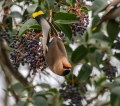 Ime datoteke=Pegam_Waxwing_Bombycilla_garullus_Pegami_Bombycillidae_09.jpg
Velikost datoteke=336KB
Dimenzija=800x713
Datum objave=25.12.2015 Pegam_Waxwing_Bombycilla_garullus_Pegami_Bombycillidae_09.jpg