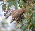 Ime datoteke=Pegam_Waxwing_Bombycilla_garullus_Pegami_Bombycillidae_11.jpg
Velikost datoteke=335KB
Dimenzija=800x727
Datum objave=26.02.2016 Pegam_Waxwing_Bombycilla_garullus_Pegami_Bombycillidae_11.jpg