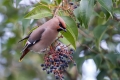 Ime datoteke=Pegam_Waxwing_Bombycilla_garullus_Pegami_Bombycillidae_12.jpg
Velikost datoteke=289KB
Dimenzija=900x600
Datum objave=08.05.2016 Pegam_Waxwing_Bombycilla_garullus_Pegami_Bombycillidae_12.jpg