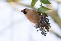 Ime datoteke=Pegam_Waxwing_Bombycilla_garullus_Pegami_Bombycillidae_13.jpg
Velikost datoteke=222KB
Dimenzija=900x600
Datum objave=16.10.2016 Pegam_Waxwing_Bombycilla_garullus_Pegami_Bombycillidae_13.jpg