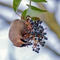 Ime datoteke=Pegam_Waxwing_Bombycilla_garullus_Pegami_Bombycillidae_15.jpg
Velikost datoteke=223KB
Dimenzija=750x750
Datum objave=25.12.2016 Pegam_Waxwing_Bombycilla_garullus_Pegami_Bombycillidae_15.jpg