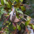 Ime datoteke=Pegam_Waxwing_Bombycilla_garullus_Pegami_Bombycillidae_20.jpg
Velikost datoteke=296KB
Dimenzija=750x750
Datum objave=03.05.2019 Pegam_Waxwing_Bombycilla_garullus_Pegami_Bombycillidae_20.jpg