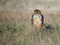 Ime datoteke=Pepelasti_lunj_Hen_harrier_Circus_cyaneus_Orli_Accipitridae_04.jpg
Velikost datoteke=180KB
Dimenzija=800x600
Datum objave=12.01.2010 Pepelasti_lunj_Hen_harrier_Circus_cyaneus_Orli_Accipitridae_04.jpg