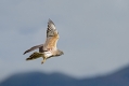 Ime datoteke=Pepelasti_lunj_Hen_harrier_Circus_cyaneus_Orli_Accipitridae_06~0.jpg
Velikost datoteke=206KB
Dimenzija=1000x667
Datum objave=16.02.2015 Pepelasti_lunj_Hen_harrier_Circus_cyaneus_Orli_Accipitridae_06~0.jpg