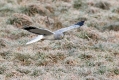 Ime datoteke=Pepelasti_lunj_Hen_harrier_Circus_cyaneus_Orli_Accipitridae_11.jpg
Velikost datoteke=383KB
Dimenzija=1000x667
Datum objave=16.10.2016 Pepelasti_lunj_Hen_harrier_Circus_cyaneus_Orli_Accipitridae_11.jpg